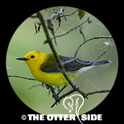 Prothonotary Warbler