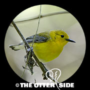 Prothonotary Warbler