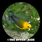 Prothonotary Warbler