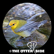 Prothonotary Warbler