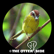 Chestnut-capped Warbler