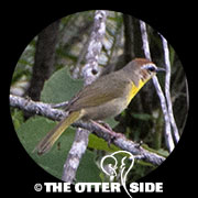 Rufous-capped Warbler