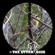 Rufous-capped Warbler