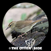 Swainson's Warbler