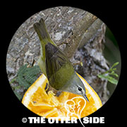 Tennessee Warbler