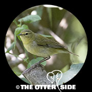 Tennessee Warbler