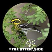 Townsend's Warbler