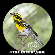 Townsend's Warbler