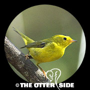 Wilson's Warbler