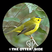Wilson's Warbler