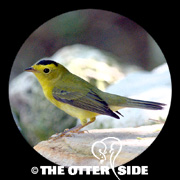 Wilson's Warbler