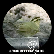 Worm-eating Warbler