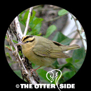 Worm-eating Warbler