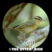 Worm-eating Warbler