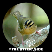 Worm-eating Warbler