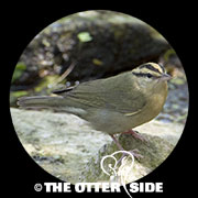 Worm-eating Warbler