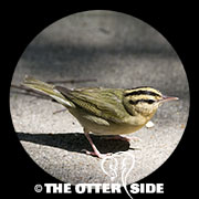 Worm-eating Warbler