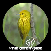 Yellow Warbler