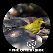 Yellow Warbler
