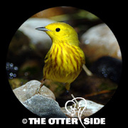 Yellow Warbler