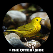 Yellow Warbler