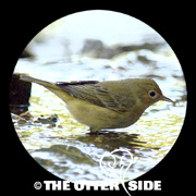 Yellow Warbler