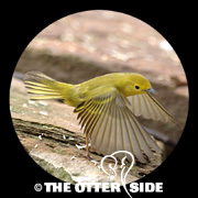 Yellow Warbler