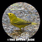 Yellow Warbler