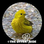 Yellow Warbler