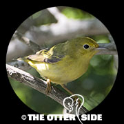 Yellow Warbler