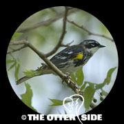 Yellow-rumped (Myrtle) Warbler