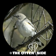 Yellow-rumped (Audubon's) Warbler