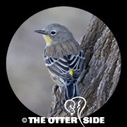Yellow-rumped (Audubon's) Warbler