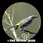 Yellow-rumped (Myrtle) Warbler