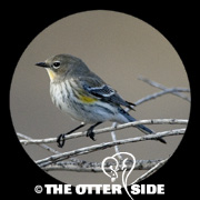 Yellow-rumped (Audubon's) Warbler