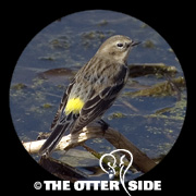 Yellow-rumped (Myrtle) Warbler