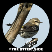 Yellow-rumped (Myrtle) Warbler