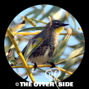Yellow-rumped (Audubon's) Warbler