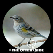 Yellow-rumped (Myrtle) Warbler