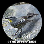 Yellow-rumped (Audubon's) Warbler
