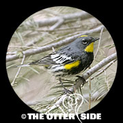 Yellow-rumped (Audubon's) Warbler