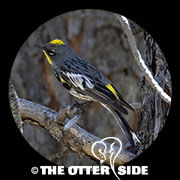 Yellow-rumped (Audubon's) Warbler