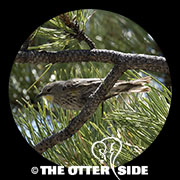 Yellow-rumped (Audubon's) Warbler