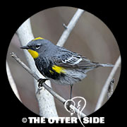 Yellow-rumped (Audubon's) Warbler
