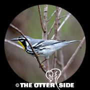 Yellow-throated Warbler - Western