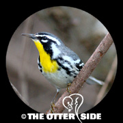 Yellow-throated Warbler - Western