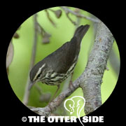 Northern Waterthrush
