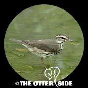 Northern Waterthrush