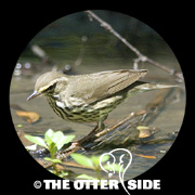 Northern Waterthrush
