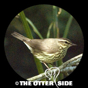 Northern Waterthrush